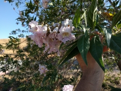 × chitalpa tashkentensis