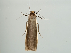 Palaeosia bicosta