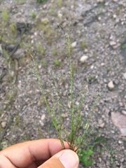 Muhlenbergia ramulosa