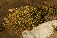 Heterotheca sessiliflora