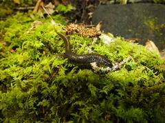 Desmognathus santeetlah