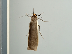 Palaeosia bicosta