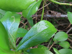 Phyllocnistis citrella