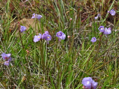 Utricularia tricolor