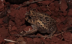 Odontophrynus reigi