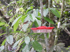 Phaethornis striigularis