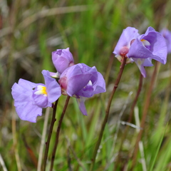 Utricularia tricolor