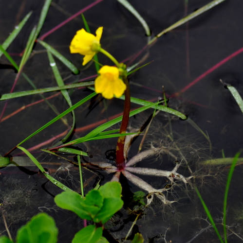 Utricularia breviscapa (Utricularia breviscapa)