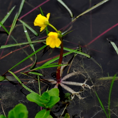 Utricularia breviscapa