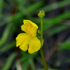 Utricularia breviscapa