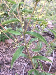Stevia plummerae
