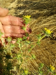 Centromadia fitchii