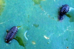 Galerucella nymphaeae