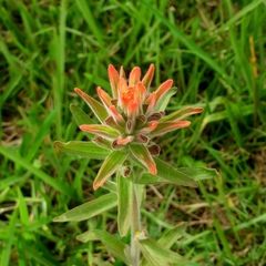 Castilleja arvensis pastorei