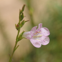 Agalinis communis