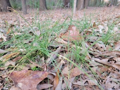 Allium vineale