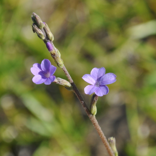 Image of Buchnera longifolia by (c) vinicius_s_domingues, some rights reserved (CC BY)