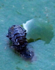 Galerucella nymphaeae