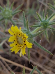Centromadia fitchii