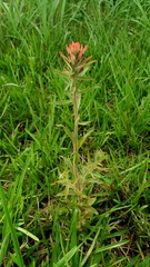 Castilleja arvensis pastorei