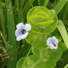 Bacopa lanigera