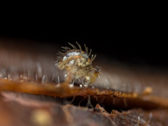 Vesicephalus occidentalis