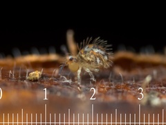 Vesicephalus occidentalis