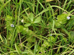 Bacopa lanigera