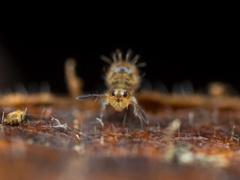 Vesicephalus occidentalis