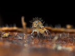 Vesicephalus occidentalis