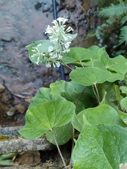 Poranopsis discifera