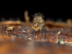 Vesicephalus occidentalis