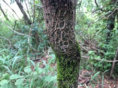 Brachychiton rupestris