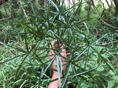 Brachychiton rupestris