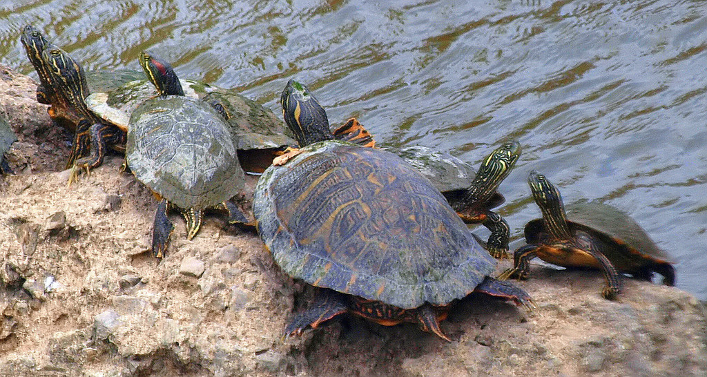river-cooter-from-dallas-tx-usa-turtle-rock-on-november-05-2020-at