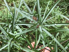 Brachychiton rupestris