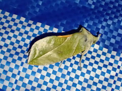 Eudocima hypermnestra