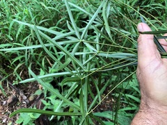 Brachychiton rupestris