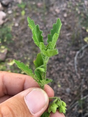 Solanum physalifolium nitidibaccatum