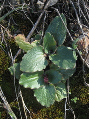 Micranthes californica