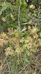 Laguncularia racemosa