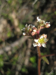 Micranthes californica