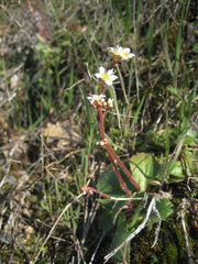 Micranthes californica