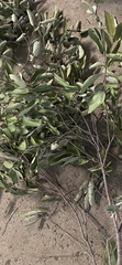 Ficus obliqua