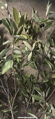 Ficus obliqua