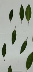 Ficus obliqua