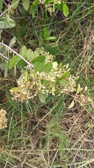 Laguncularia racemosa