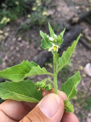 Solanum physalifolium nitidibaccatum