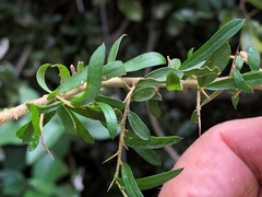 Pittosporum viscidum
