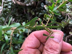 Pittosporum viscidum